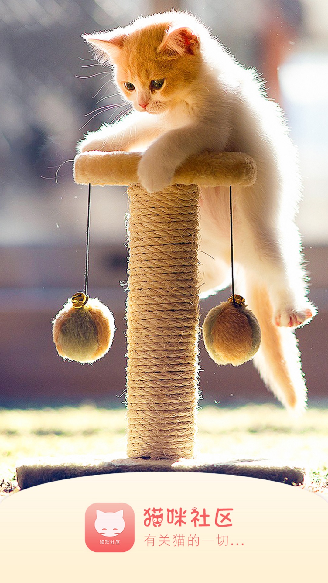 猫咪社区ios苹果版破解版(iphone猫咪社区app下载)-第7张图片-有道翻译官网 猫咪社区ios苹果版破解版(iphone猫咪社区app下载)-第7张图片-有道翻译官网