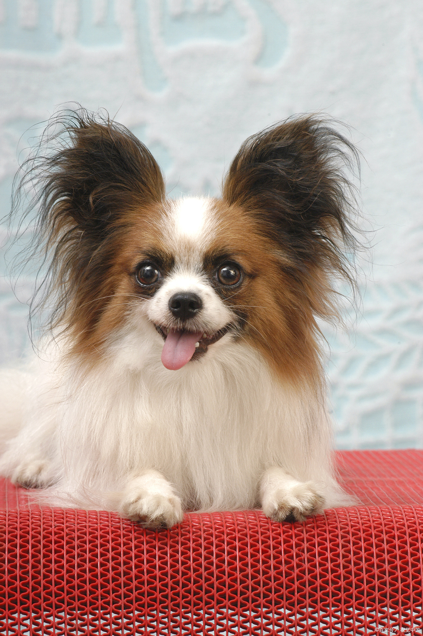 凌乱小狗苹果版下载(凌乱小狗苹果版下载教程)-第1张图片-有道翻译官网 凌乱小狗苹果版下载(凌乱小狗苹果版下载教程)-第1张图片-有道翻译官网