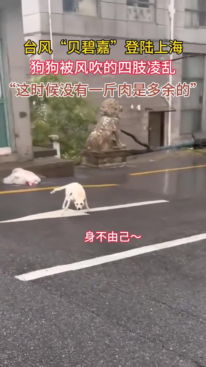 凌乱小狗苹果版下载(凌乱小狗苹果版下载教程)-第4张图片-有道翻译官网 凌乱小狗苹果版下载(凌乱小狗苹果版下载教程)-第4张图片-有道翻译官网